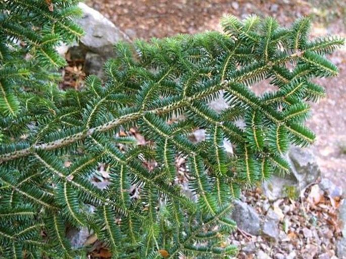 Abies nebrodensis