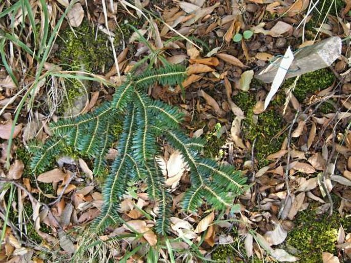 Abies nebrodensis