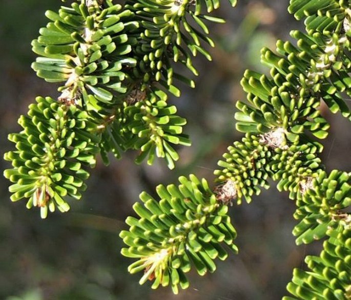 Abies nebrodensis