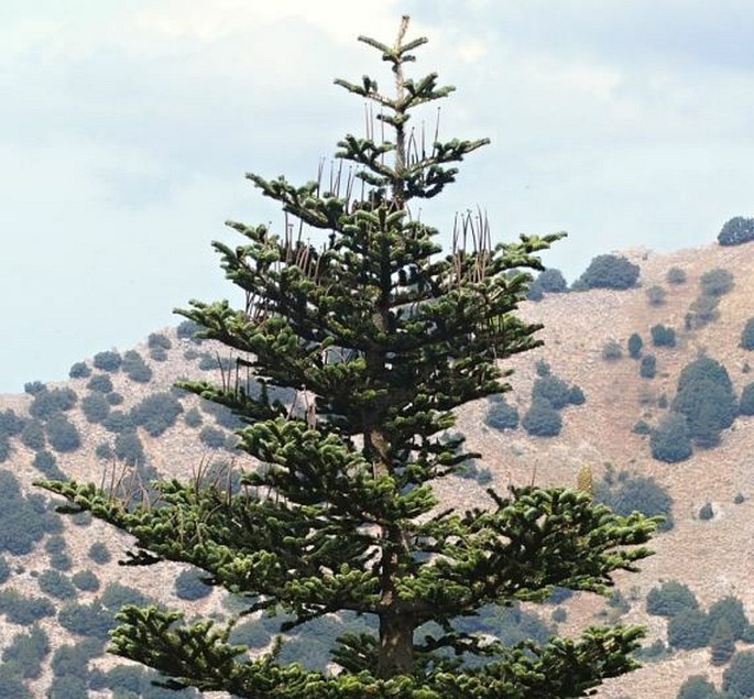 Abies nebrodensis