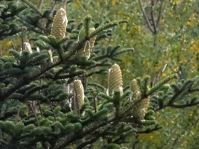 Abies nebrodensis