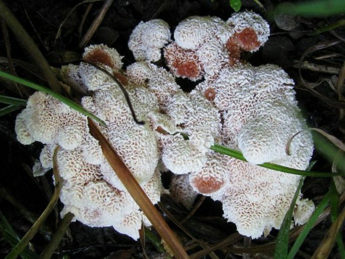 Abortiporus biennis