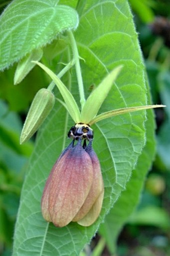 Abroma augustum