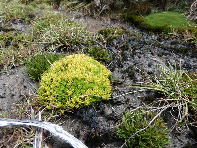 Abrotanella forsteroides