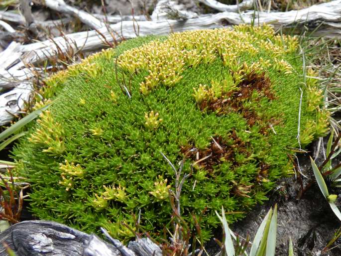 Abrotanella forsteroides