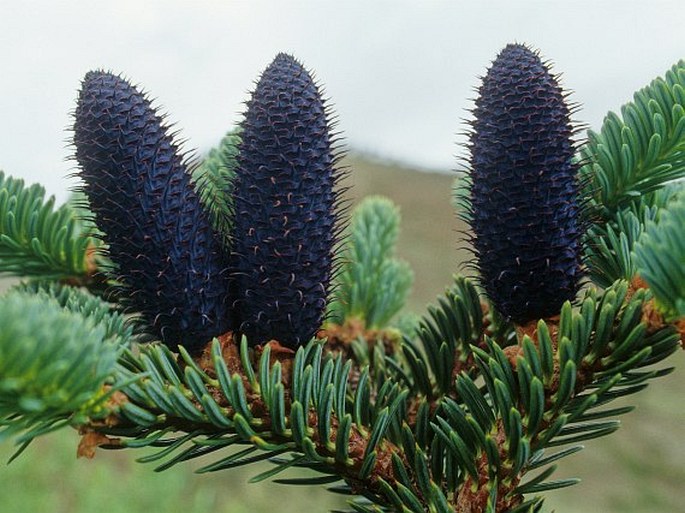 ABIES SQUAMATA Masters – jedle šupinatá