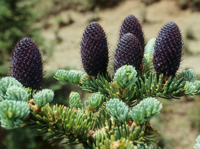 Abies squamata