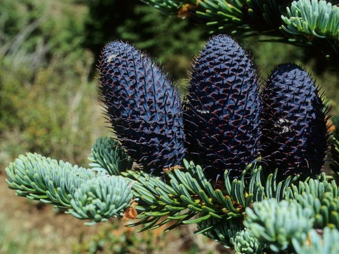 Abies squamata