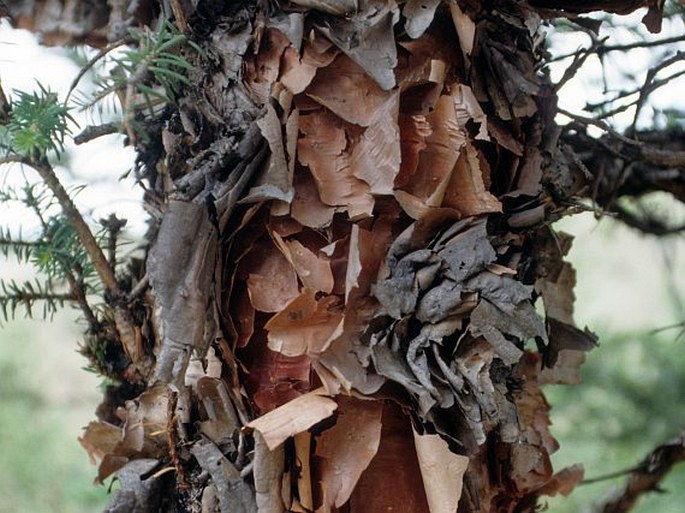 Abies squamata