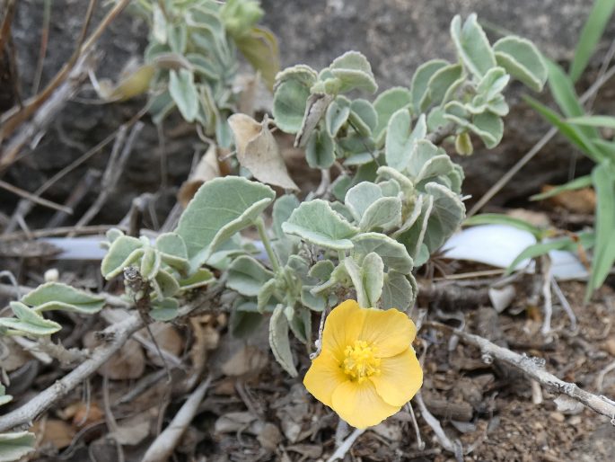 Abutilon fruticosum