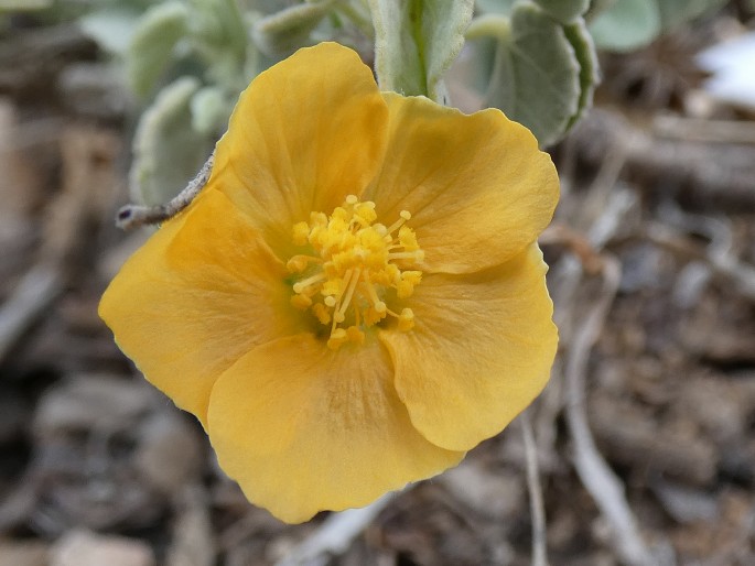 Abutilon fruticosum