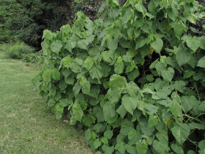 Abutilon grandifolium