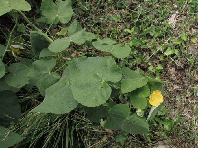 Abutilon grandifolium