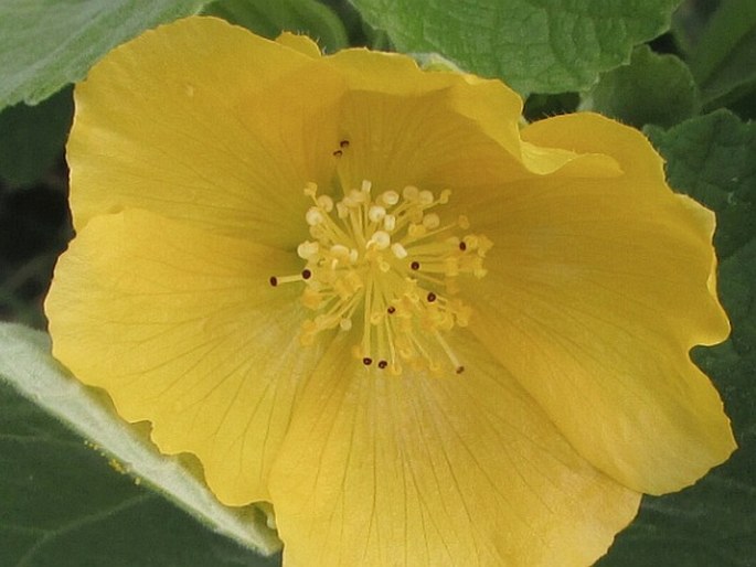 Abutilon grandifolium