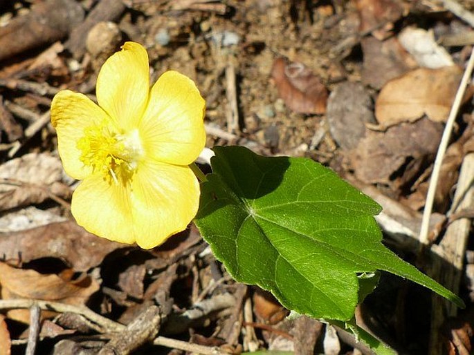 Abutilon grantii