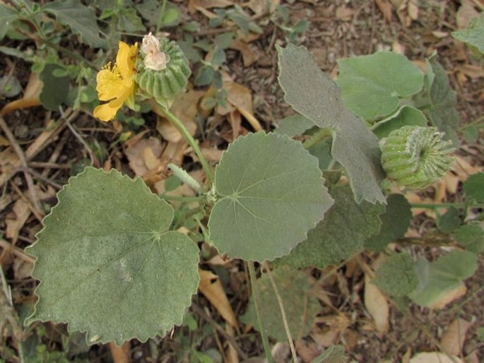 Abutilon indicum