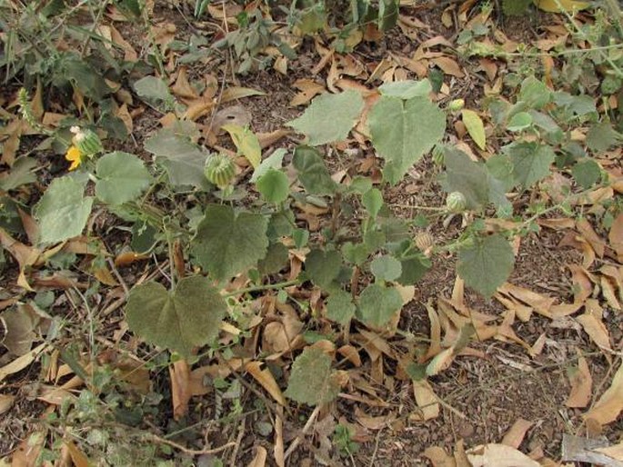 Abutilon indicum