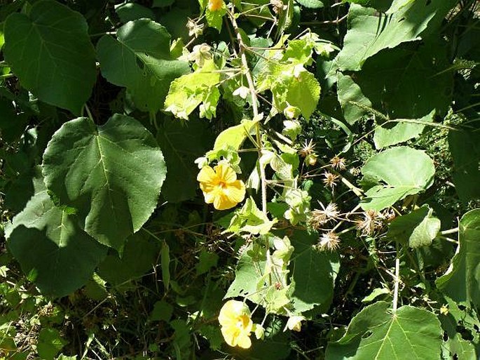 Abutilon mauritianum