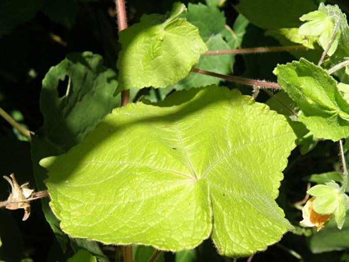 Abutilon mauritianum