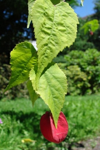 Callianthe megapotamica