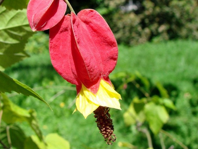 CALLIANTHE MEGAPOTAMICA  (A. Spreng.) Dorr