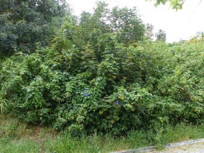 Abutilon pictum