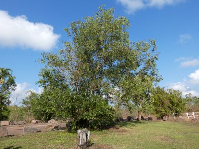 Acacia auriculiformis