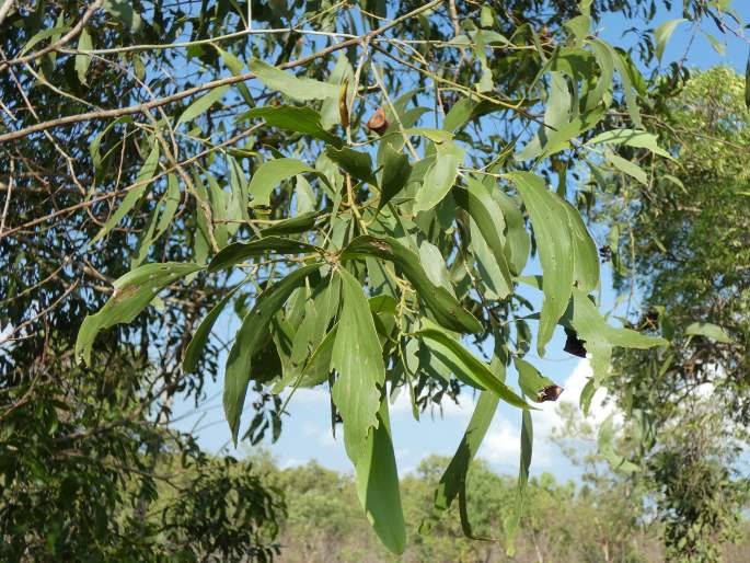 Acacia auriculiformis