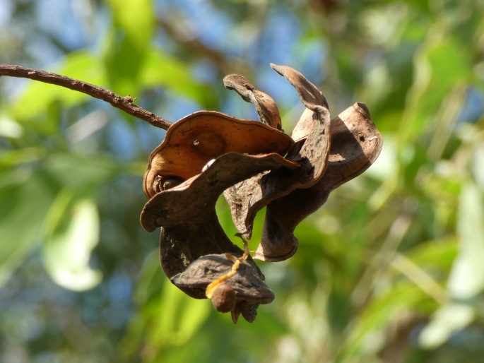 Acacia auriculiformis