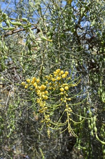 Acacia calamifolia