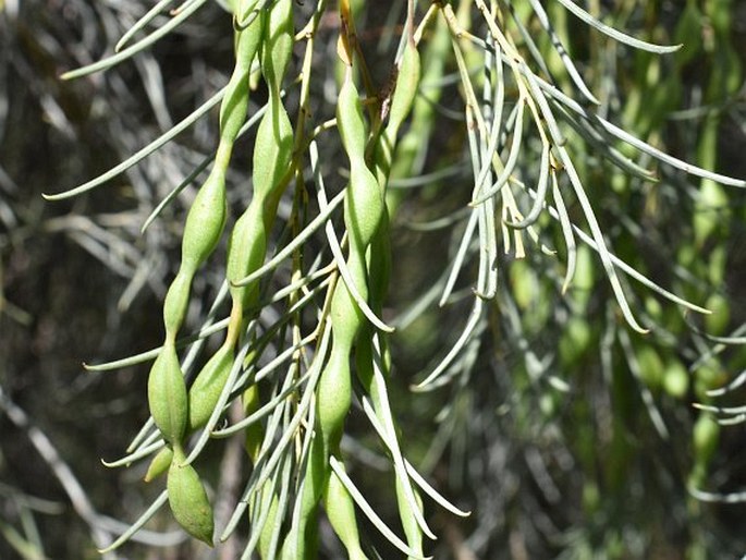 Acacia calamifolia