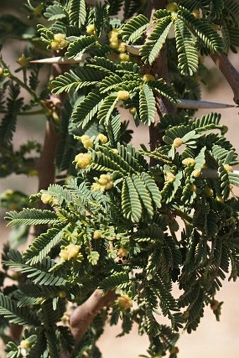 Acacia gerrardii