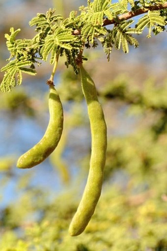 Acacia gerrardii