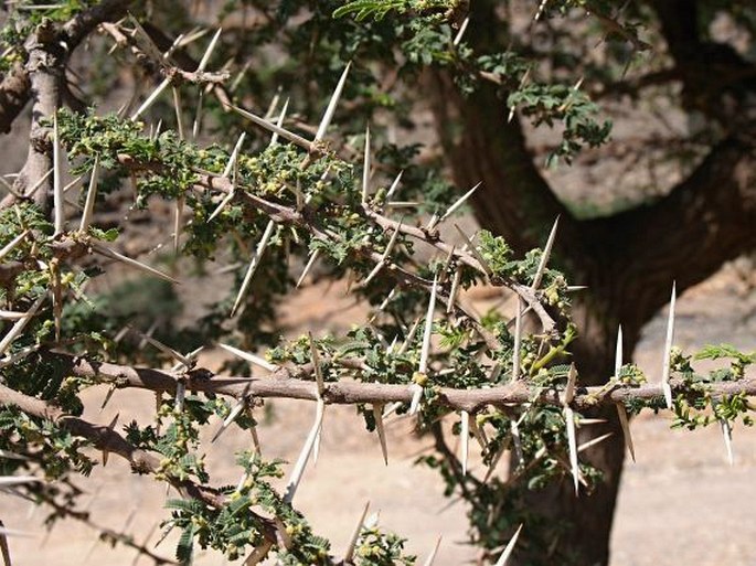 Acacia gerrardii