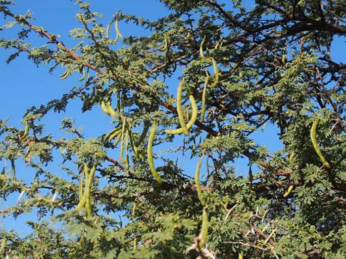 Acacia gerrardii