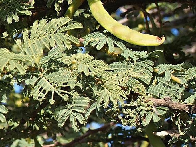 Acacia gerrardii