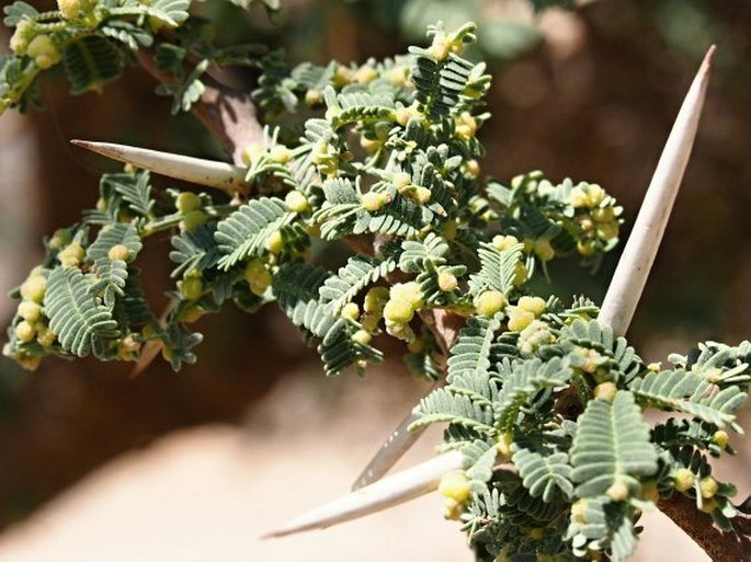 Acacia gerrardii