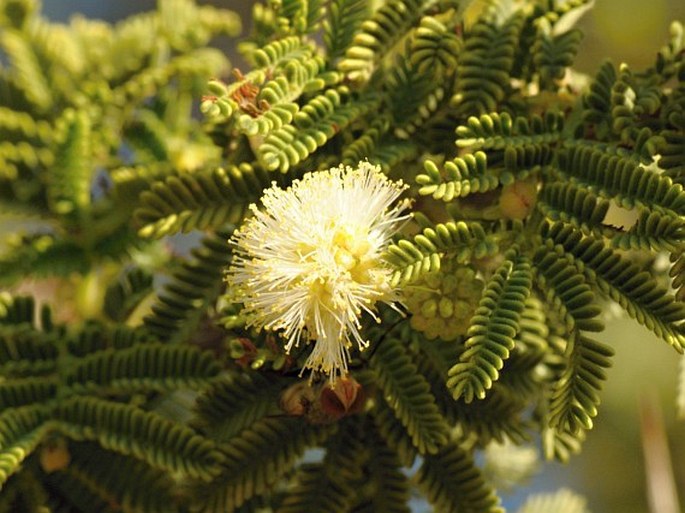 Acacia gerrardii