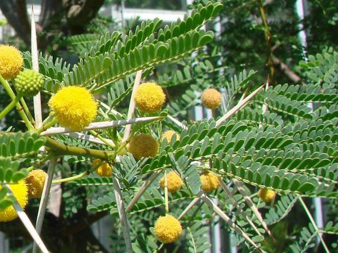 Acacia karroo