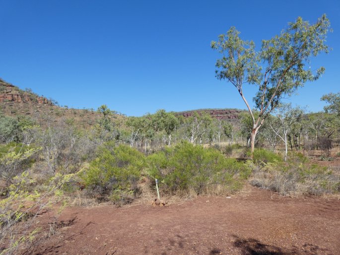 Acacia conjunctifolia