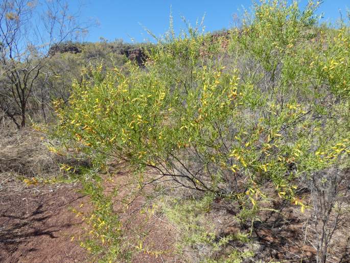 Acacia conjunctifolia