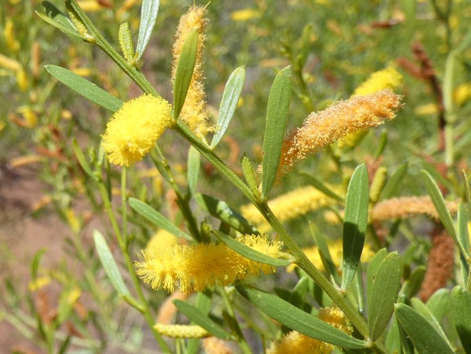 Acacia conjunctifolia