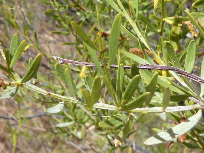 Acacia conjunctifolia