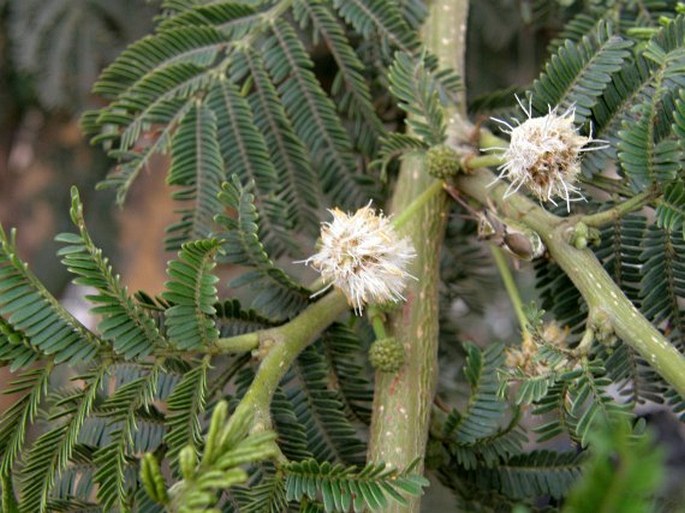 Acacia origena