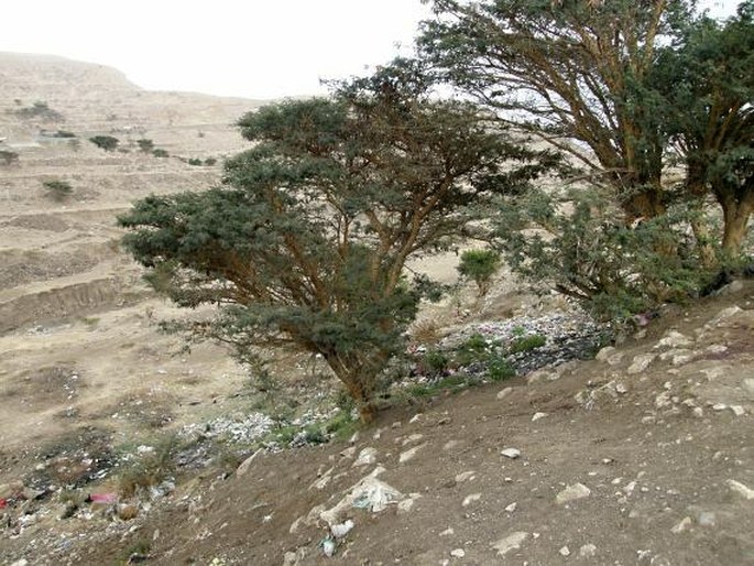 Acacia origena