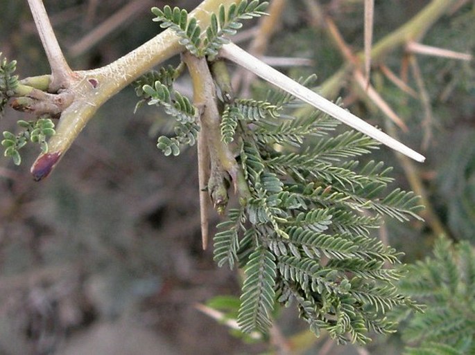 Acacia origena