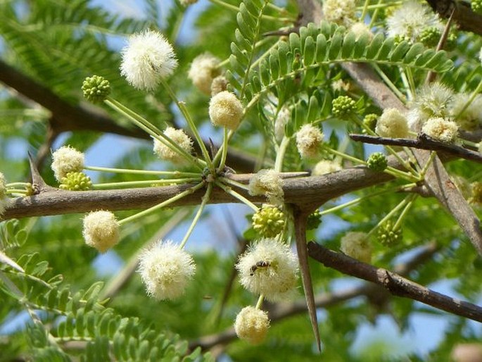 Acacia robusta