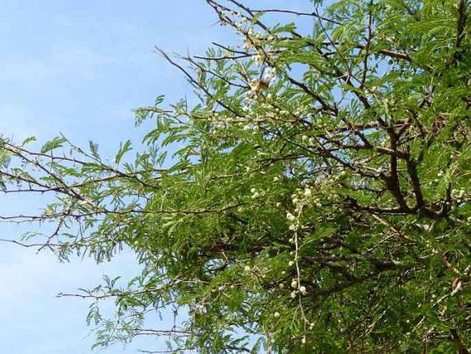 Acacia robusta