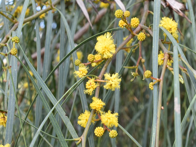 Acacia saligna