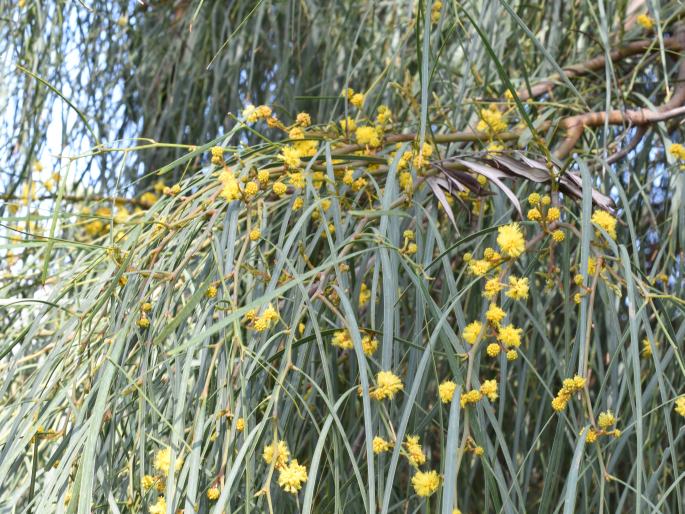 Acacia saligna